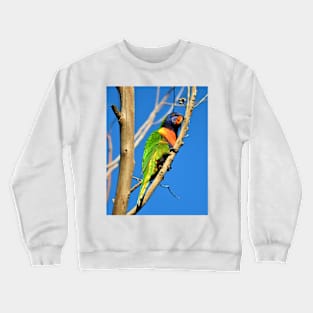 Rainbow Lorikeet Crewneck Sweatshirt